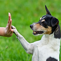 How To Be A Good Dog Owner